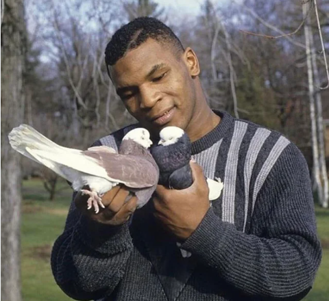 mike tyson and pigeon